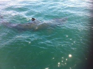 A peaceful Basking Shark in the Blasket Sound May 14 